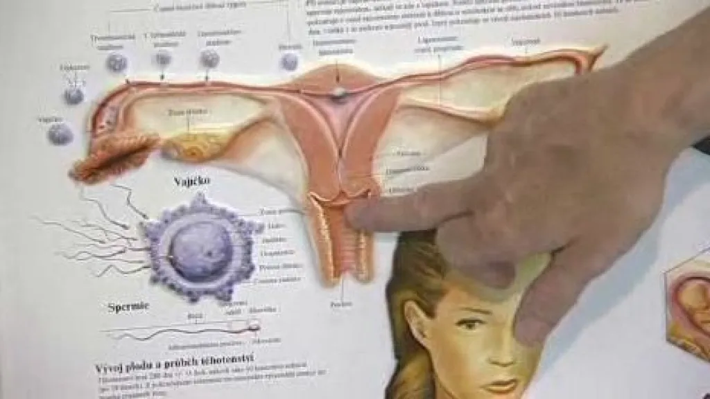 Lékařka ukazuje děložní čípek
