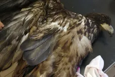 Na Litoměřicku někdo postřelil kriticky ohroženého orla mořského. Dravec uhynul