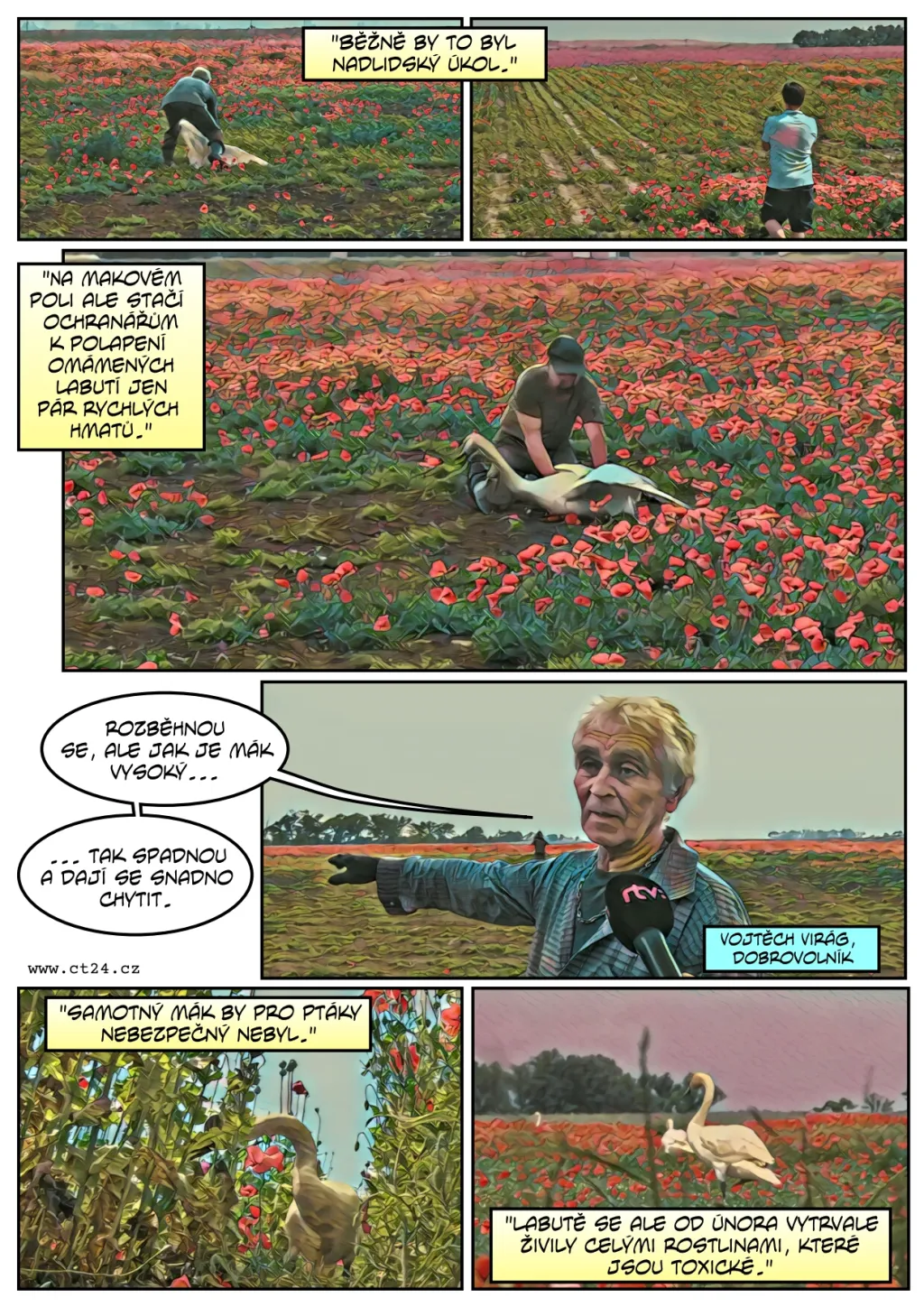 Labutě pod vlivem opia zničily úrodu máku za čtvrt milionu korun, čeká je odvykací kúra