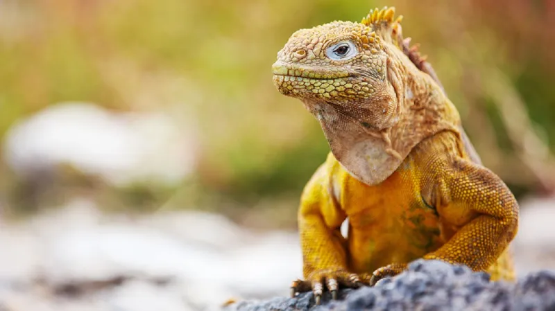 Leguán galapážský