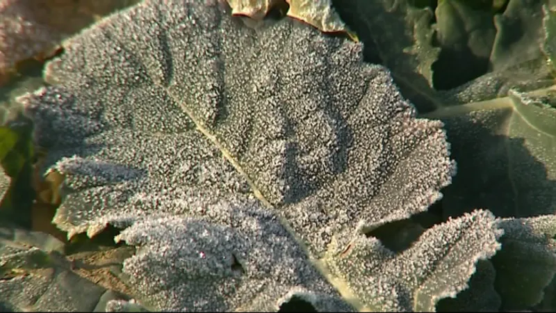 Letošní zima likviduje ozimé odrůdy