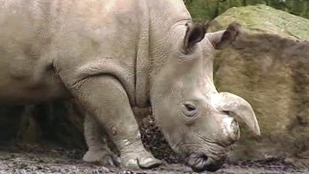 Nosorožec bílý