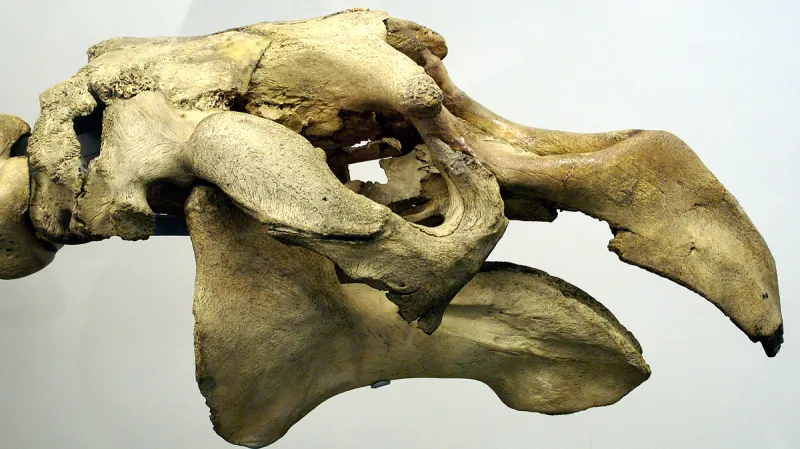 Kostra korouna bezzubého