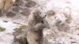 Mládě medvěda ledního