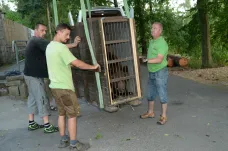 Dva medvědi z Ruska zabavení na pražském letišti jedou bručet do Českého Krumlova
