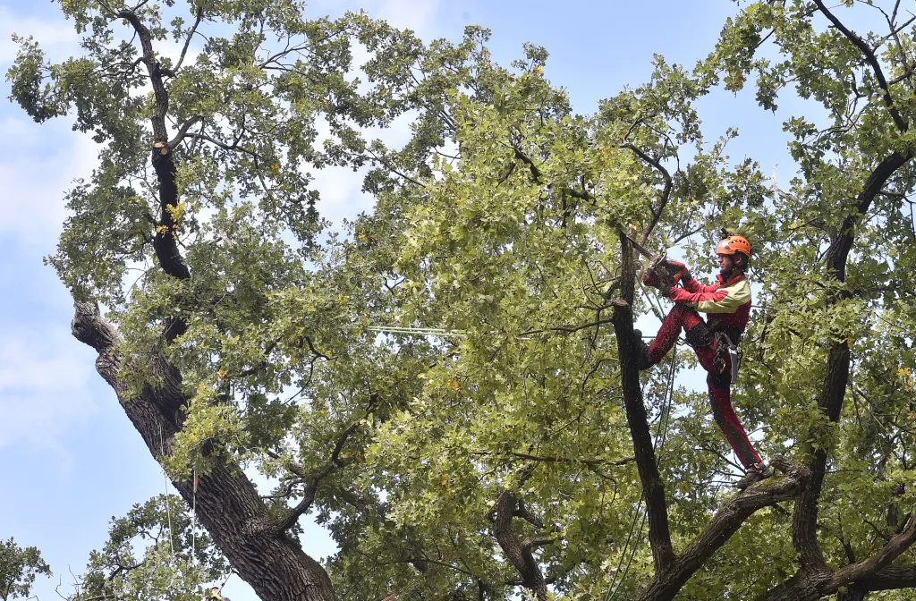 V Náměšti nad Oslavou odborníci opět ošetřili Žižkův dub starý přes devět set let