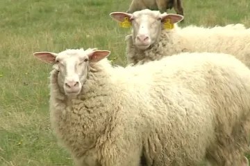 Ovce stoupají na žebříčku obliby