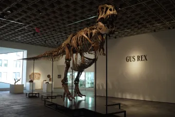 Aukční síň vydraží kostru Tyrannosaura rexe, vyvolávací cena je 19 milionů dolarů