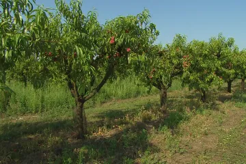 Ubývá sadů. Pěstování domácího ovoce je ztrátové