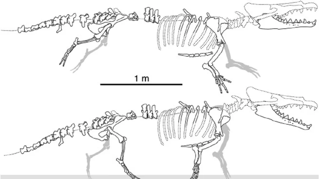Peregocetus pacificus