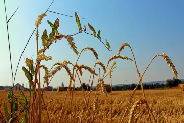 Teploty i déšť se v srpnu vrátí k průměru, odhadují meteorologové. Ještě předtím zasáhnou Česko bouřky