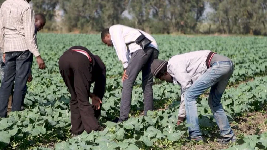 Migranti pracující na italských polích