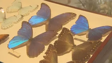 Sbírka motýlů Josefa Poly