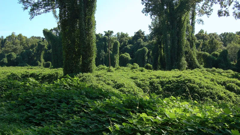 Puerarie laločnatá dobývá Severní Ameriku