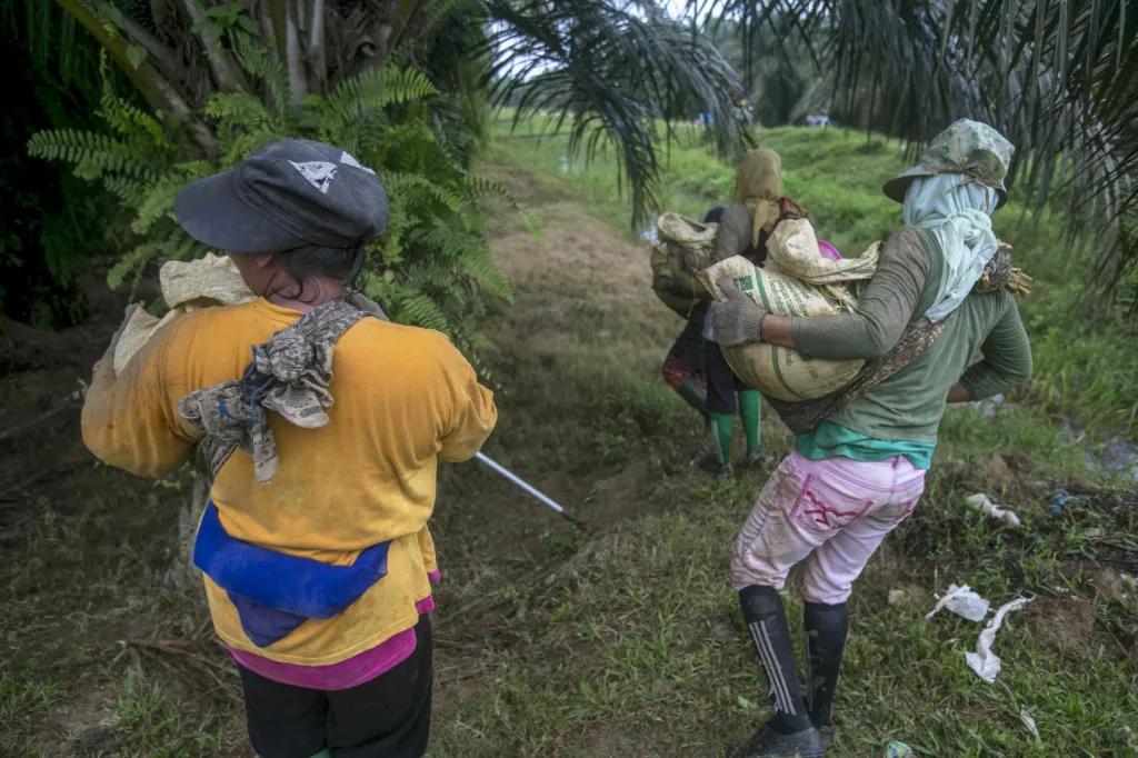 Za prací na Sumatru a Borneo utíkají tisíce žen, aby si našly obživu. Dostávají se tím ale často do sporu se zákony imigrační politiky. Mnoho žen je pak nuceno pracovat za minimální výdělek