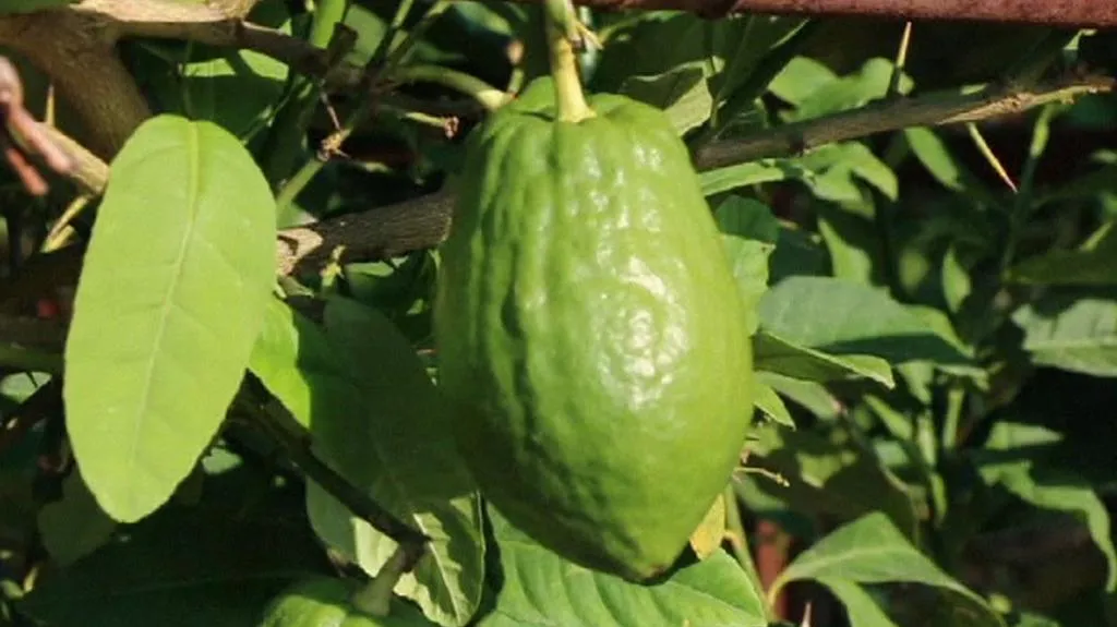 Cedrát (etrog)