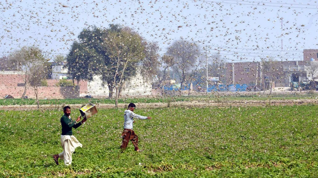 Pákistánští farmáři v záplavě kobylek