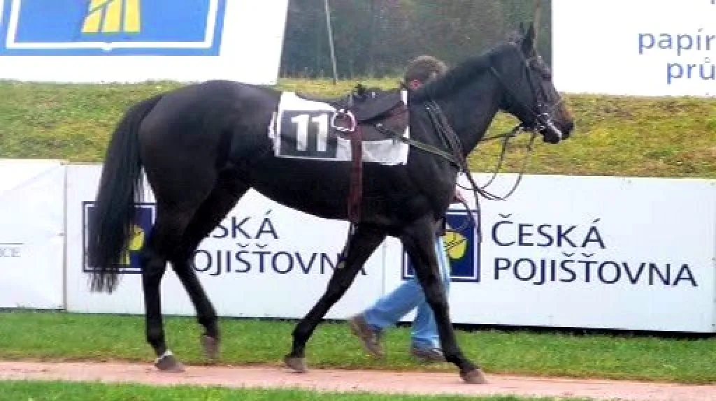 Klisna Inkasentka