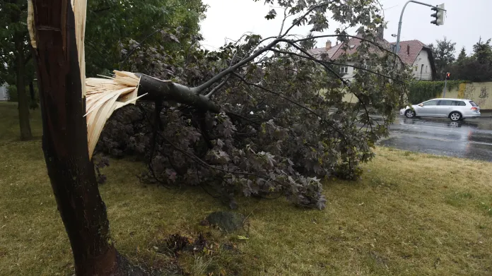 Zlomený strom v pražských Strašnicích