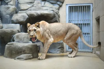 Lvice berberská Shani dorazila do Liberce. Zahrada se pokusí o odchov mláďat