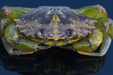 Z krunýřů invazivních krabů může být ekologické nádobí. V Kanadě se pokouší vyřešit dva problémy současně
