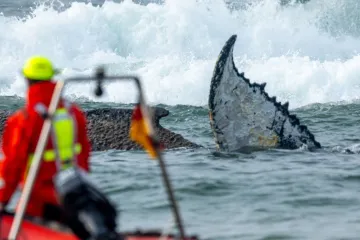 V Německu se pokoušejí zachránit uvázlou velrybu