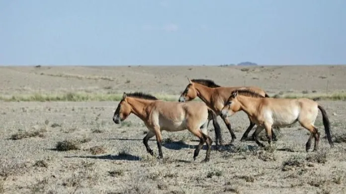 Pražská ZOO k odletům koní Převalského do Mongolska