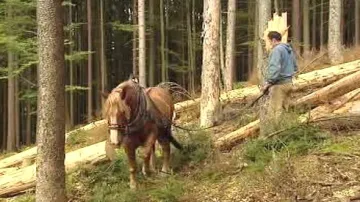 Stahování dřeva koňmi