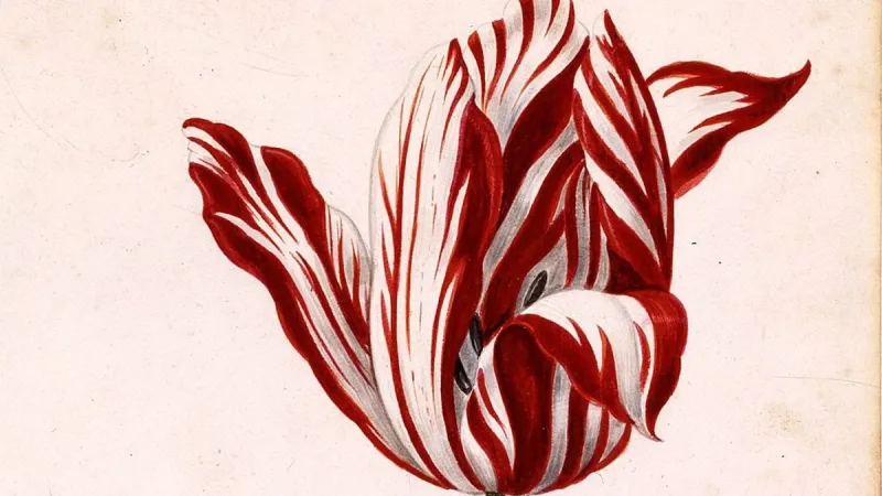 Tulipán Semper Augustus