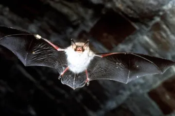Část netopýrů nedorazila kvůli teplu do zimovišť. Dočkají se jara?