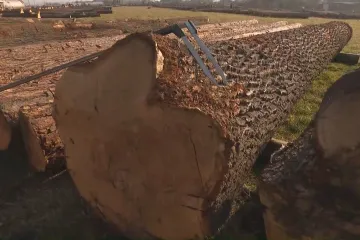 Arcibiskupské lesy dražily na Kroměřížsku cenné dřevo