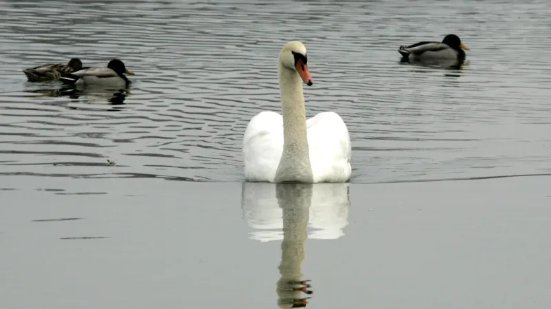 Labuť a kachny (Bodensee)