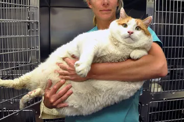 Slavný tlustý kocour Meow domňoukal…