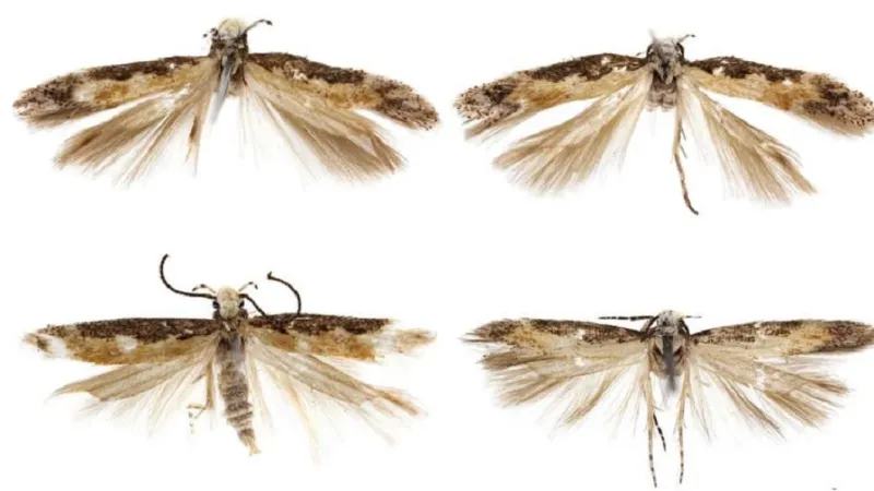 Neopalpa donaldtrumpi