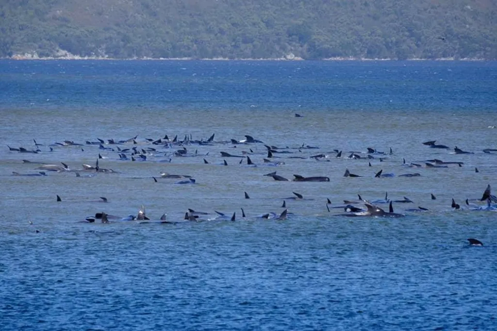Záchranáři se snaží osvobodit 270 velryb z mělkého zálivu v severozápadní části Tasmánie