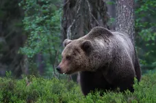 Medvěd pronásledoval na Slovensku pár z Běloruska, žena zemřela