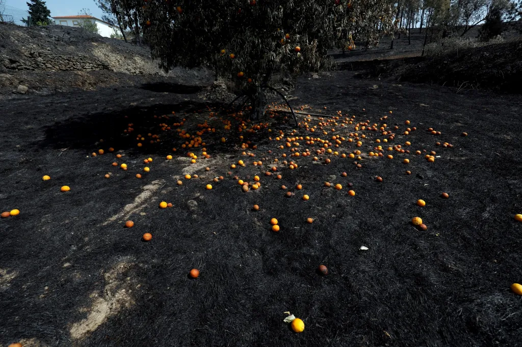 Pomerančovník po lesním požáru u vesnice Roda v Portugalsku