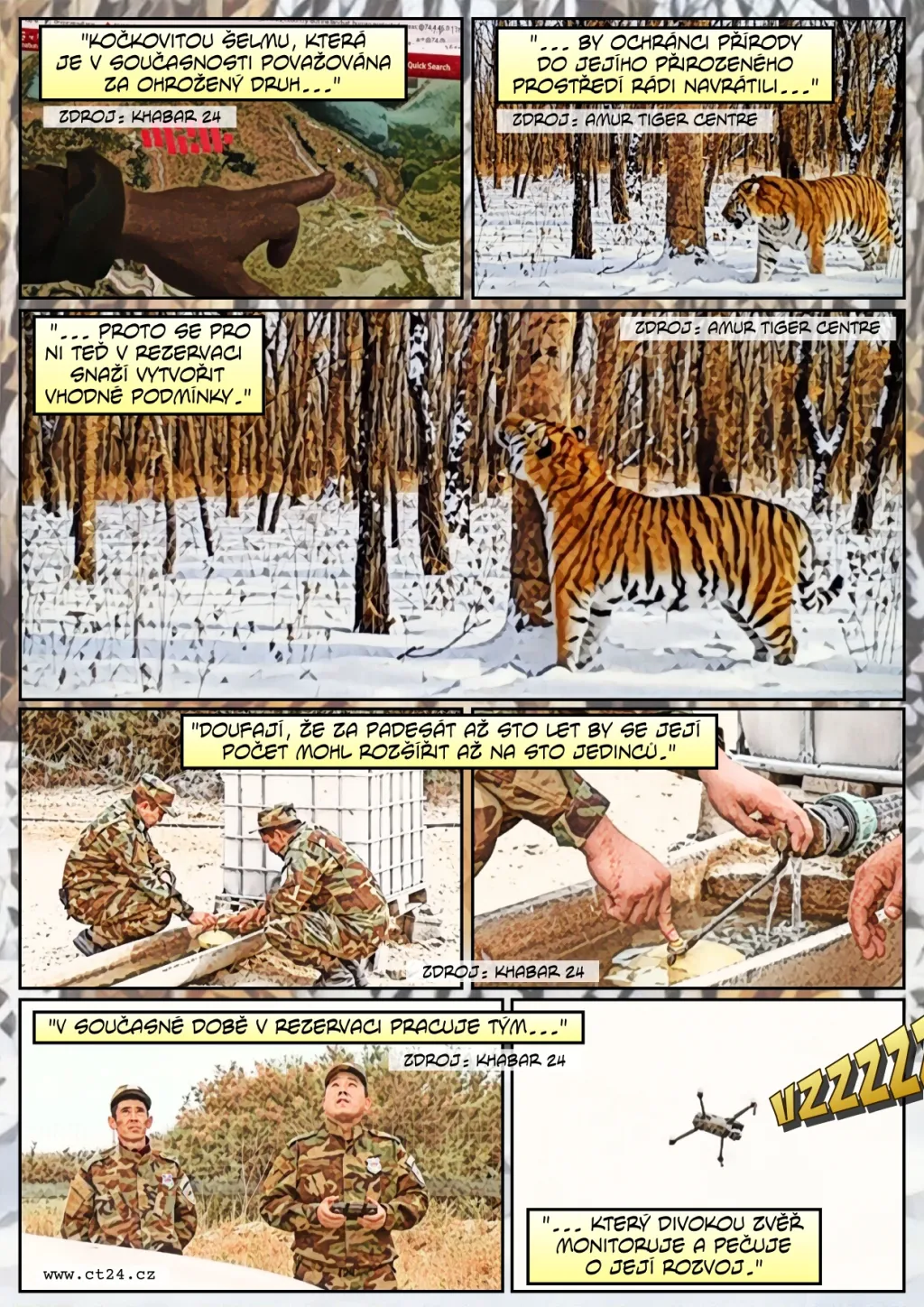 Tygři se vrací do volné přírody