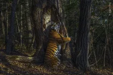 Letošní ročník prestižní fotografické soutěže vyhrál snímek ohroženého tygra sibiřského
