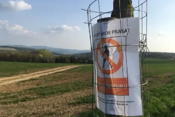 Za poslední měsíc našli myslivci na Zlínsku 10 uhynulých divočáků nakažených morem