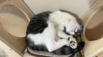 Kočka jednoho z autorů studie