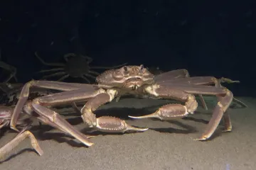 U Aljašky zmizely miliardy krabů, úřady poprvé zrušily loveckou sezonu