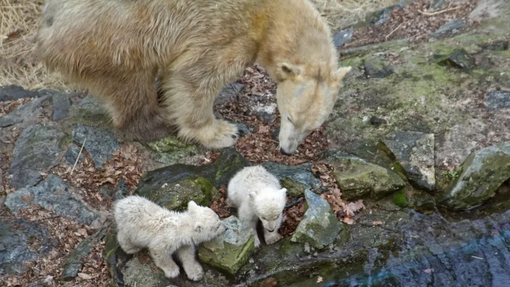 Cora a medvíďata Tom a Bill