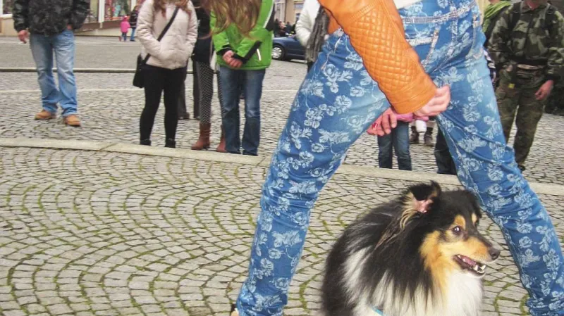 Sbírka pro opuštěná zvířata v Boskovicích