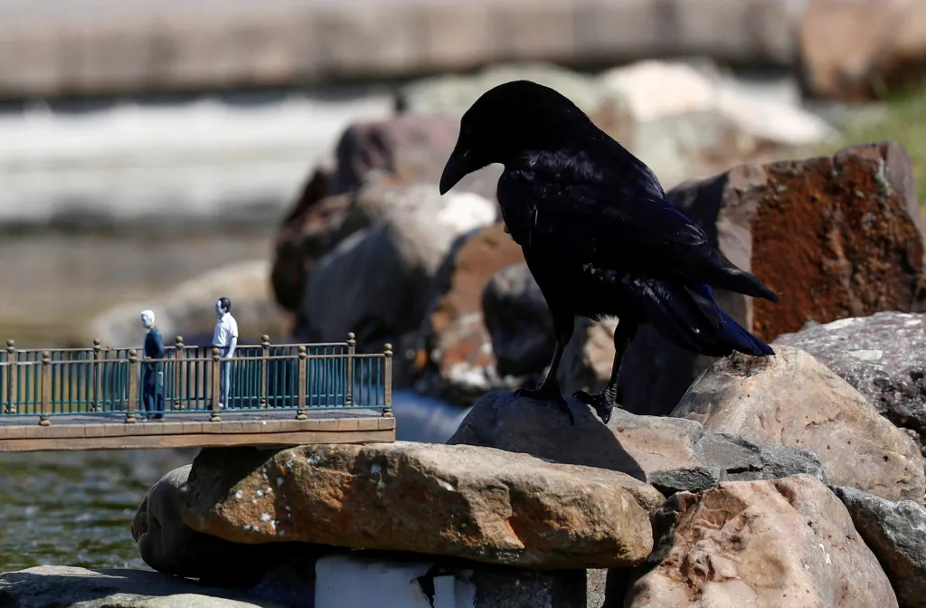 Vrána sleduje figurky lidí v tematickém parku Mini-Europe v belgickém Bruselu. Fotograf ji zachytil těsně po znovuotevření parku