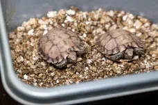 Zoo v Praze jako první v Evropě odchovala ohrožené želvy dlaždicovité