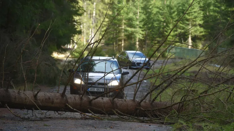 Padlý strom u Božího Daru