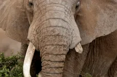 Africký zázrak: za celý rok v národním parku neupytlačili jediného slona