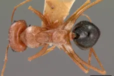 Jako stříbrný blesk. Vědci popsali nejrychlejší mravence světa