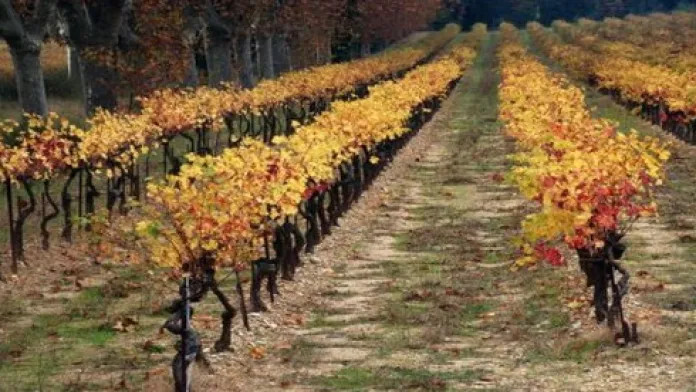 Podzimní vinice